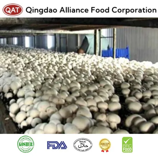 Top Quality Frozen Champignon with Best Quality
