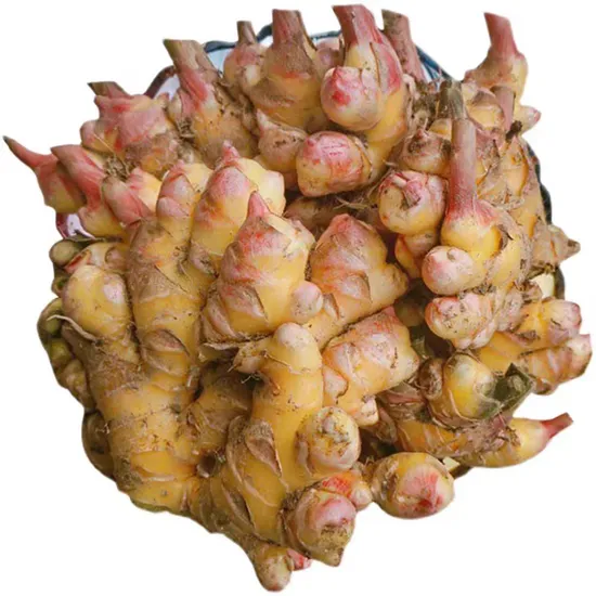 Shandong Ginger Exporter - Fresh Organic Ginger for Bulk Orders