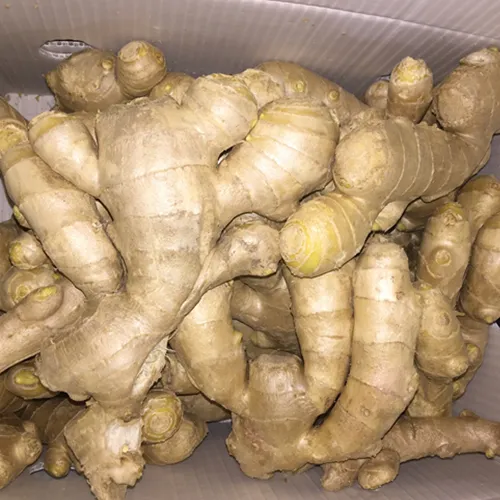 High Quality Dried Ginger New Crop Wholesale Cheap Price