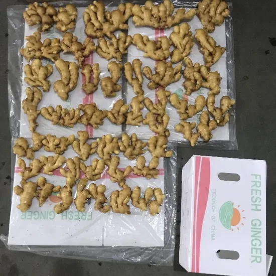 China Shandong Fresh Ginger Hot Sale Ginger Export Canada