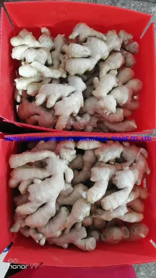 New Crop 50g/100g/150g/200g/250g/300gand up Fresh Ginger Air Dried Ginger From China with Mesh Bag/PVC/Carton Box Packing Factory Supply