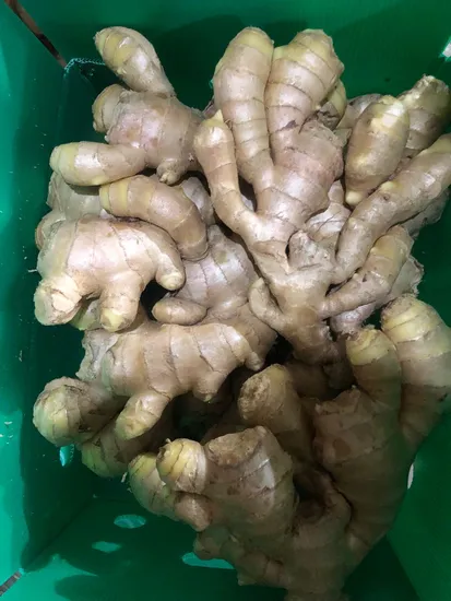 Fresh Ginger for Exporting 150g up Shandong Origin