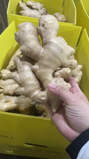 2023 Chinese Shandong Vegetables New Crop Yellow Air Dried Ginger