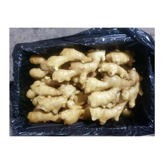 Supply Selected Top Grade Quality China Origin Fresh and Air Dried Ginger