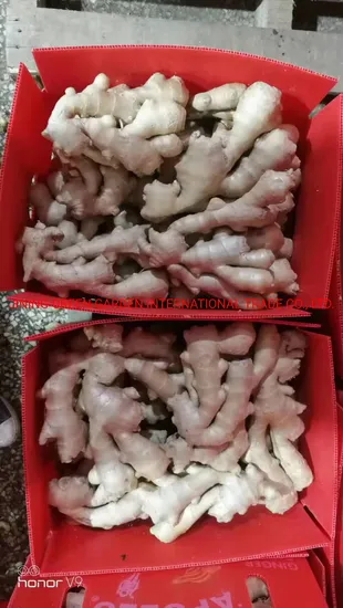 New Crop Fresh Wholesale Ginger, 100g/150g/200g/250g/300g, China/Chinese Mature Ginger Top Quality and Low Price