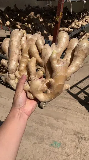 Fresh Crop Fat Yellow Ginger Price From Factory Supplier with