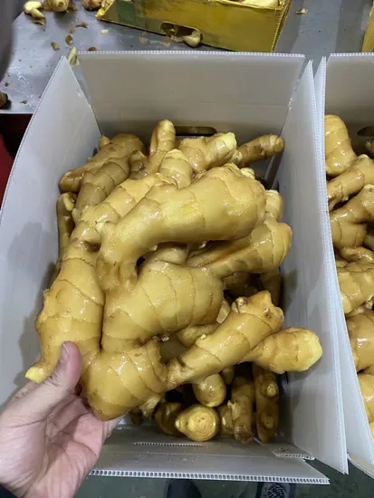 Hot Sales Chinese Fresh Mature Ginger for European Market