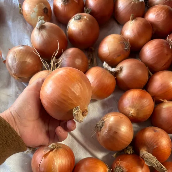 Hi Quality Fresh Yellow/Red/White Onion From China