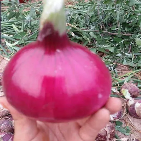 Wholesale High Quality Fresh Onions