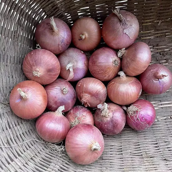 Exquisite Shandong Onion 6cm: Warmth and Freshness Guaranteed