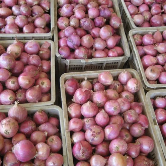 2022 New Crop Fresh Red Onion Organic Fresh Vegetable Onion Wholesale