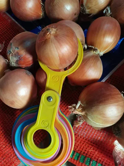 2024 New Crop Top Quality and Best Price Fresh Red Onion/Yellow Onions Market Price in Low 5-7/8-10cm Packed in 10kg/20kg Bag