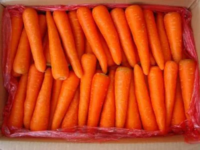 Fresh Carrot Organic Carrot High Quality From China