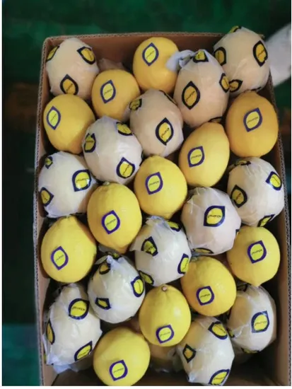 China New Crop Hot Sell Fresh Europe Standard Egypt Lemon