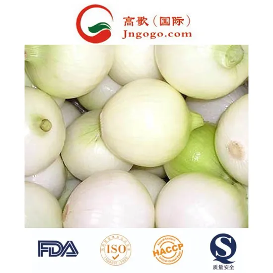 Excellent Peeled Onion for Export