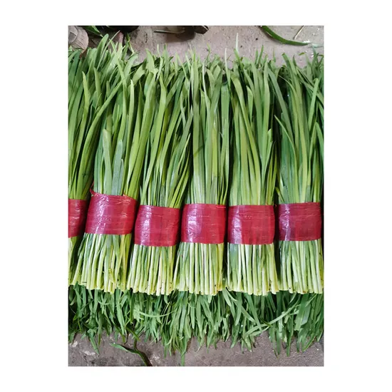 Fresh Vegetable Chinese Chives Exporter