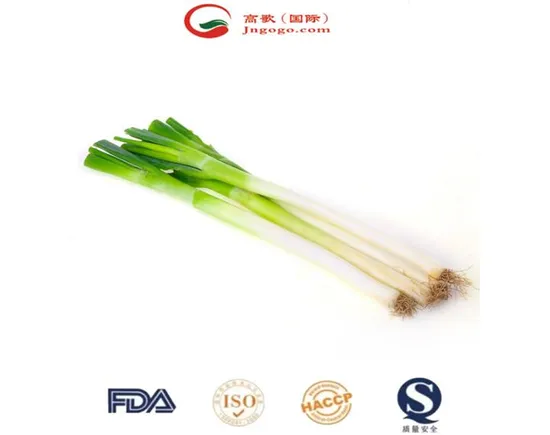 Egyptian Super Seller Fresh Green Onion Fresh White Onion