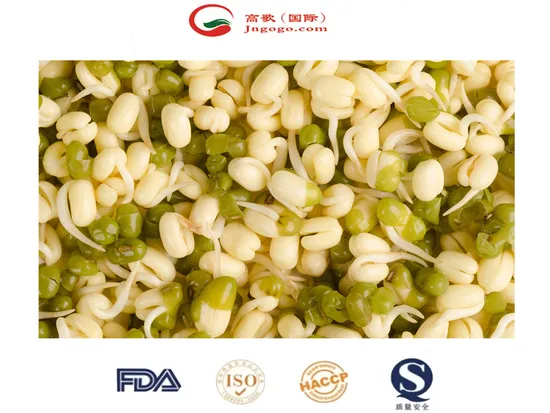 Hot Sale Competitive Mung Bean