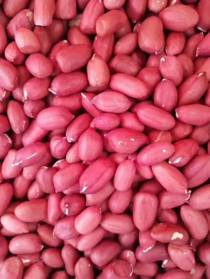 China Raw Peanut in Shell Hsuji Type/ Vacuum Inner Bags