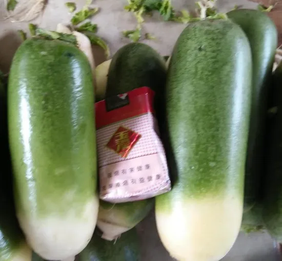 Fresh High Quality White/Green/Purple Radish
