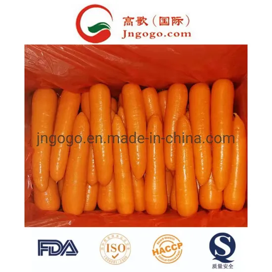 High Quality New Fresh Crop Carrot (150-200g)