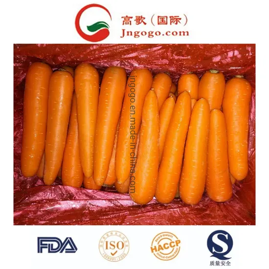 Top Quality Fresh Carrot From China (L grade)