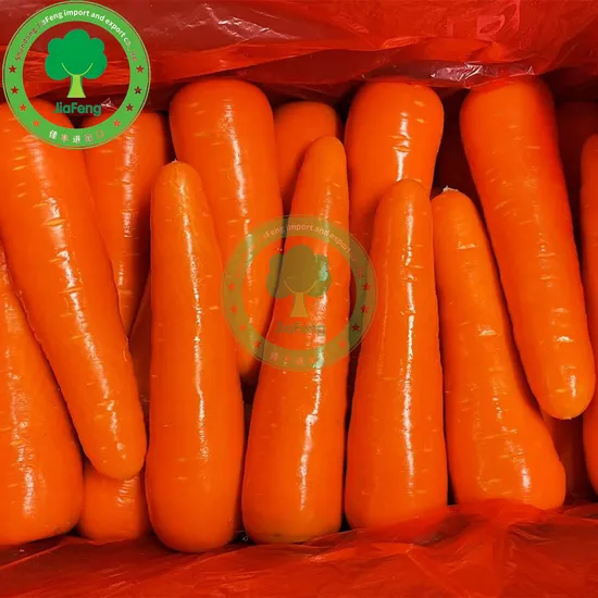 High Quality 2024 Newest Carrot Supplier Good Price Fresh Carrot Wholesaler