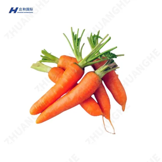 Export High-Quality Chinese New Crops, Fresh Carrots, Wholesale at Low Prices