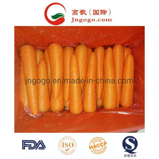 Radish-Like Chinese Carrot (Medium)