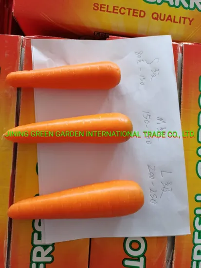 China Fresh Carrot 10kg/Carton, 5kg/Carton, 2021 New Crop, 80g-150g, 150g-200g, 200g-250g Per Piece, Top Quality, Lowest Price, Good Service, China Origin