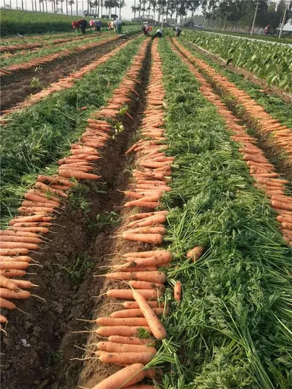 Chinese Fresh Carrot Good Price New Crop for Wholesale Call  