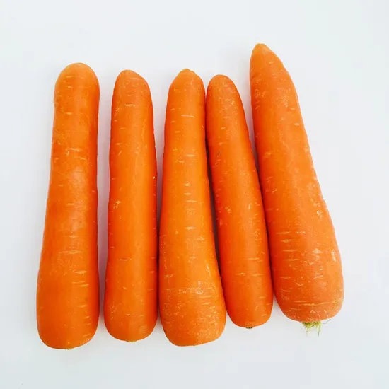 Direct Supply From Origin Fresh Carrot with Perfect Quality for Export