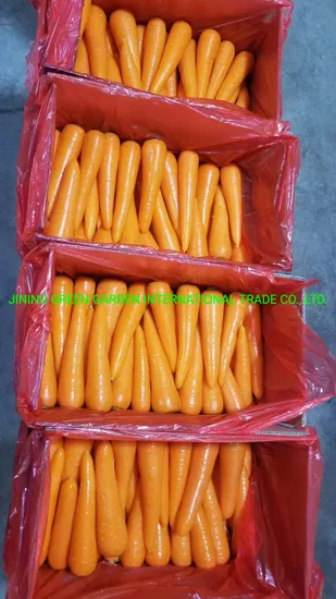 China Origin New Crop Fresh Carrot Grade a+ S, M, L Size, 5kg/Carton, 10kg/Carton Top Quality, Lowest Price, China Origin, Big Volume, Good Service