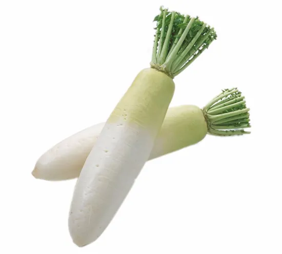 New Crop High Quality Fresh Radish From China