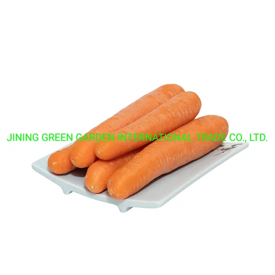 China 2021 Crop Fresh Carrot Grade a+, S, M, L, 10kg/Carton, 5kg/Carton Top Quality Lowest Price Experience Producer Direct Supply