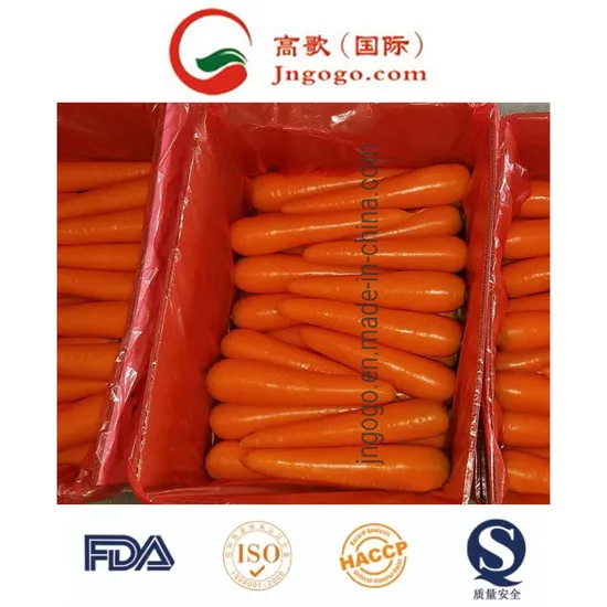 Fresh Loosing Packing New Fresh Carrot