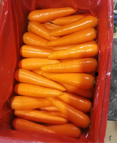High Quality Chinese Carrot From Manhing