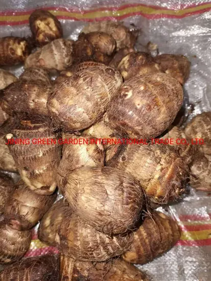 2021 New Season Export Natural Cheap Price with High Quality Fresh Taro