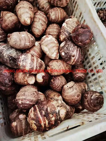 Fresh Top Quality Taro, Fresh Eddo Good Price for Exporting to Holland