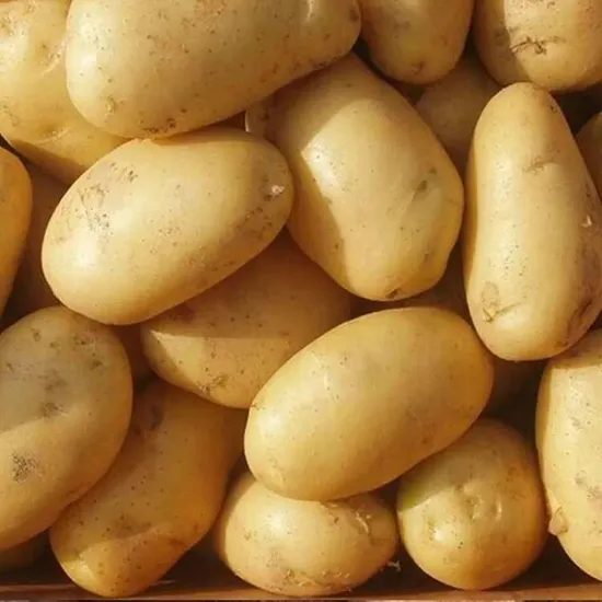 High Quality Fresh Potato for Sale Factory Price