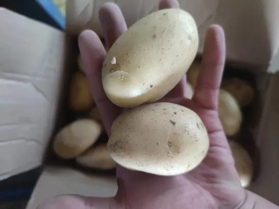 2024 New Crop Potato China Fresh Normal Potato