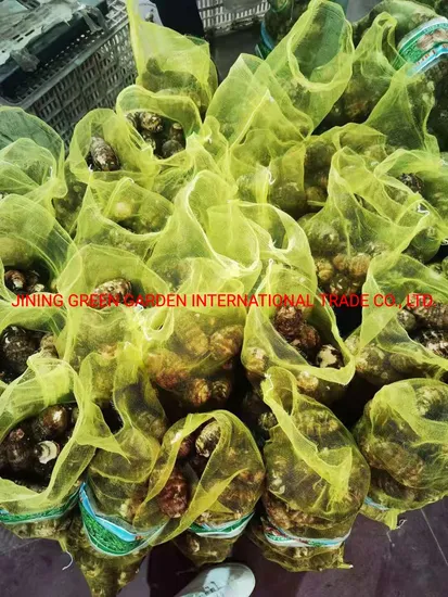 Export High Quality and Good Price Organic Fresh Pure Natural Taro