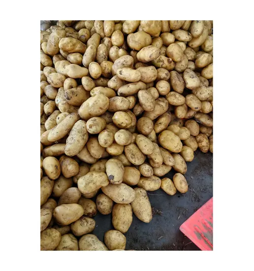 Chinese Potato Exporter From China Original Shandong China with Good Price