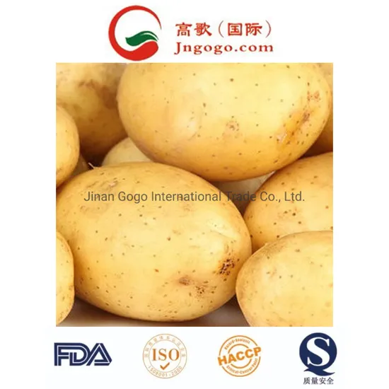 Gogo Holland Potato (150 - 200grams)