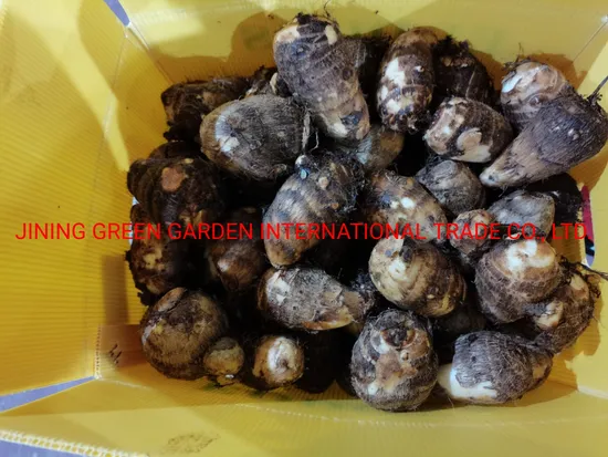 2021 Top Quality New Crop Export Natural Good Chinese Fresh Taro for Wholesale