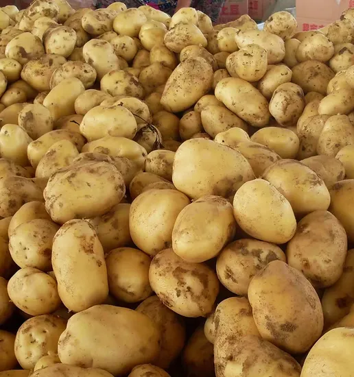 Chinese Potato for All Kinds of Takes