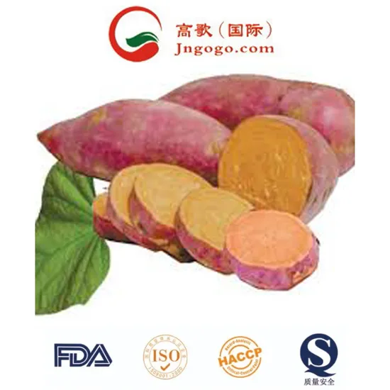 New Crop High Quality Sweet Fresh Potato for Exporting