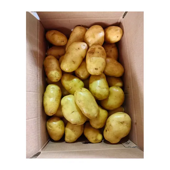 High Quality Fresh Vegetable Fresh Potatoes Export Wholesale Price