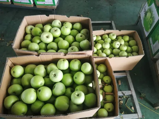 2020 Chinese/China Fresh Green Qinguan Apple
