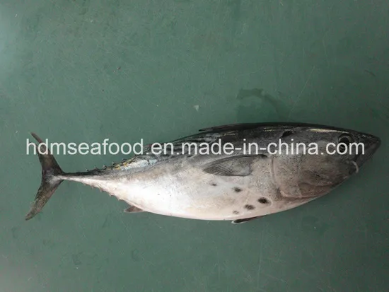 Whole Round Frozen Bonito Fish (Euthynnus affinis)